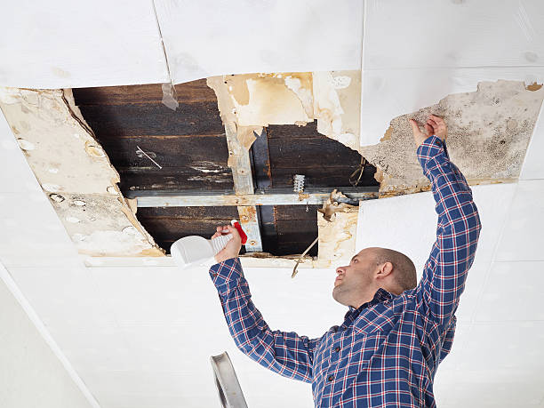 Trusted Guadalupe, AZ Mold Removal Experts